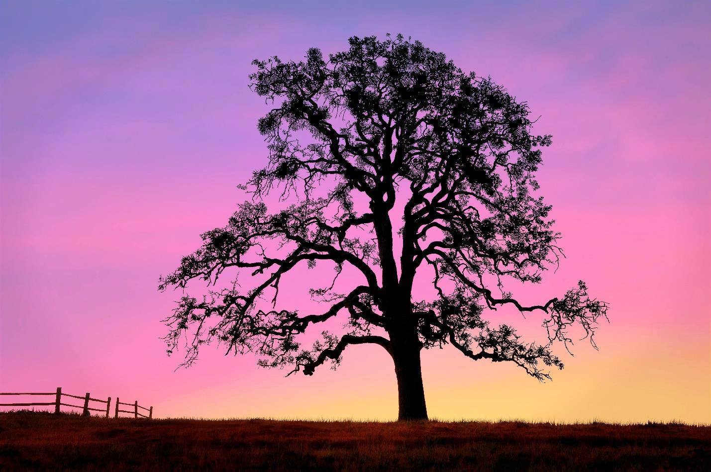Tree silhouetted afore a surreal sunset